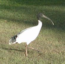 Ibis
