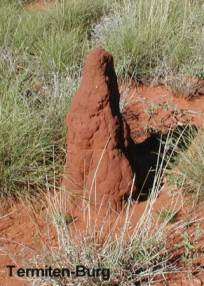 Termitenburg